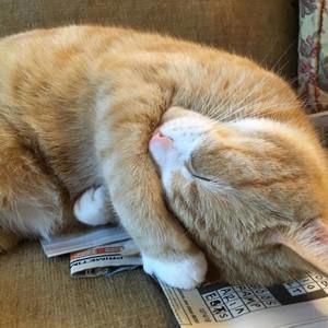 Meet your Posher, Darlene